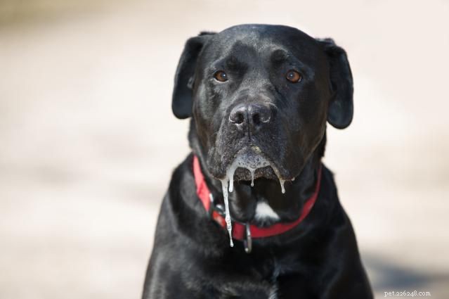 10 Dog Breeds Known for Heavy Drooling – What to Expect