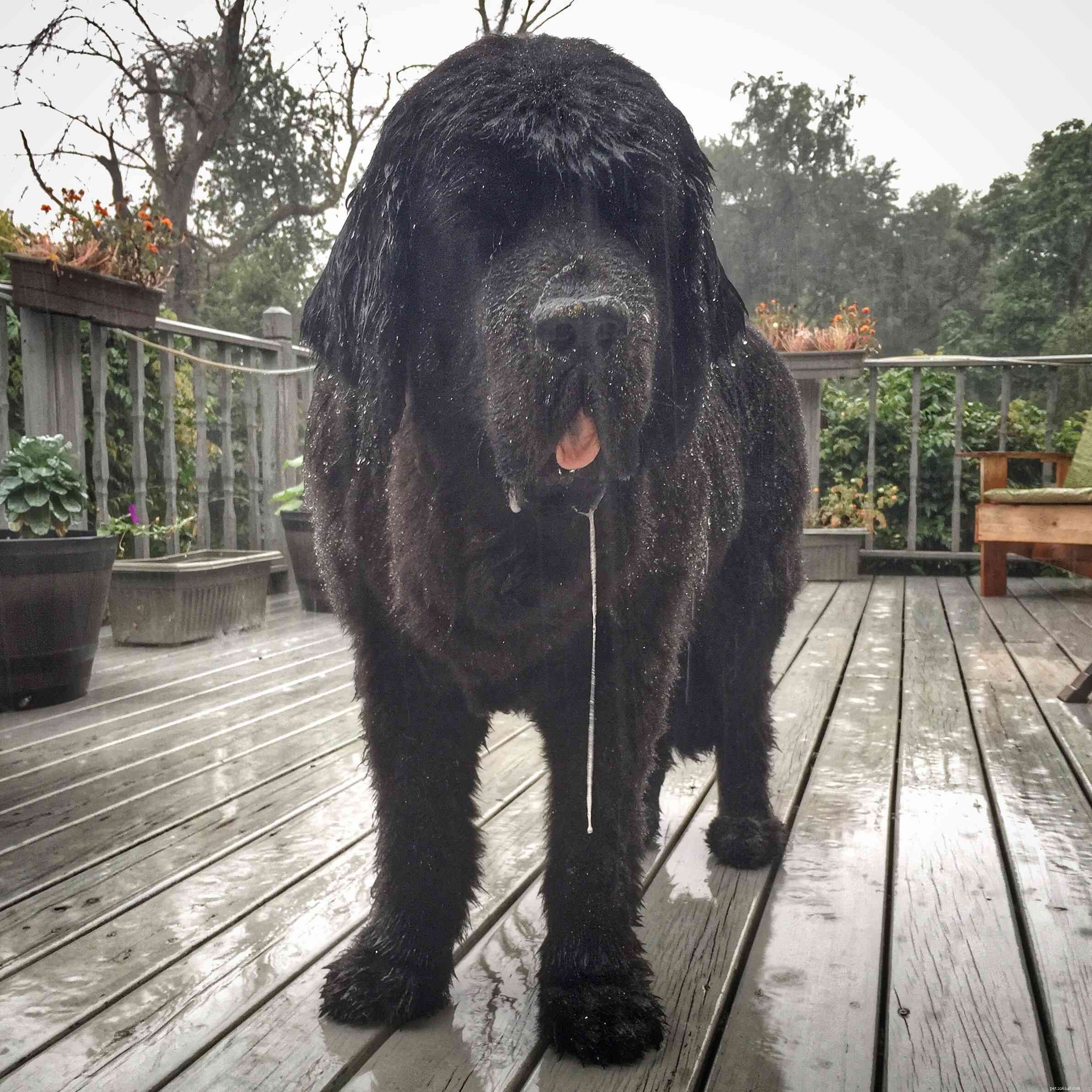 10 Dog Breeds Known for Heavy Drooling – What to Expect