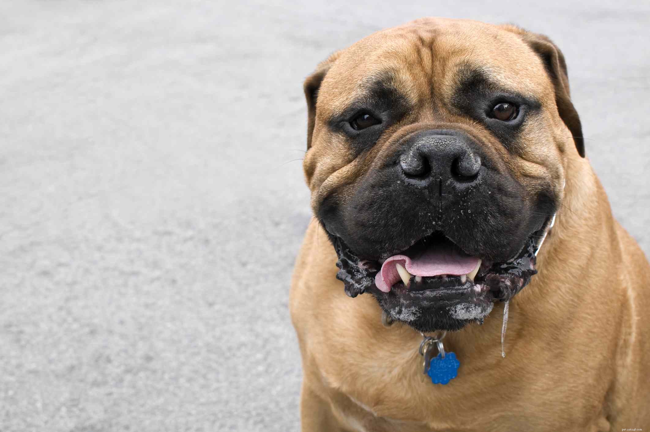 10 Dog Breeds Known for Heavy Drooling – What to Expect