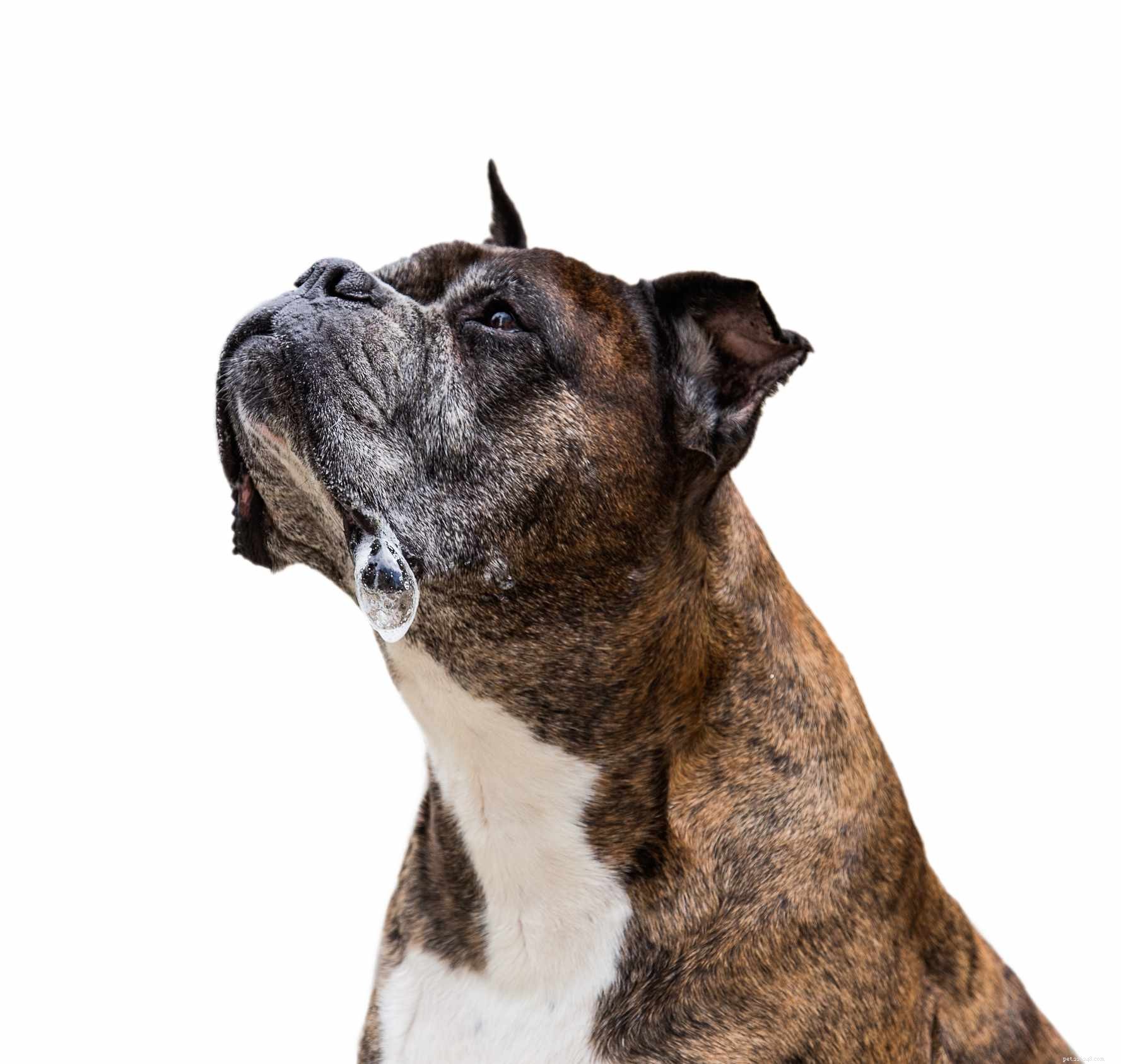 10 Dog Breeds Known for Heavy Drooling – What to Expect