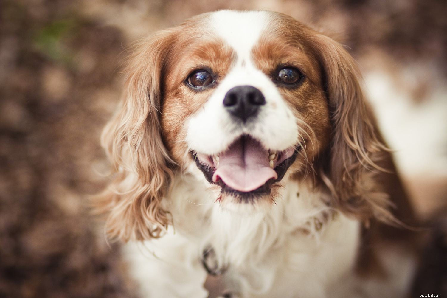 Top 10 Dog Breeds That Harmoniously Coexist With Cats
