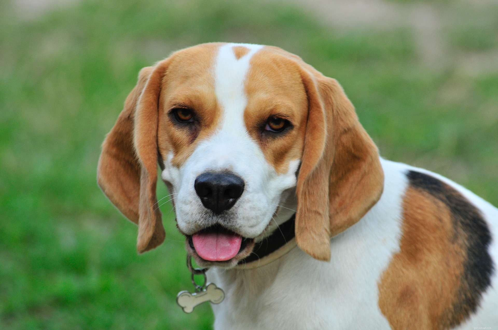 Top 10 Dog Breeds That Harmoniously Coexist With Cats