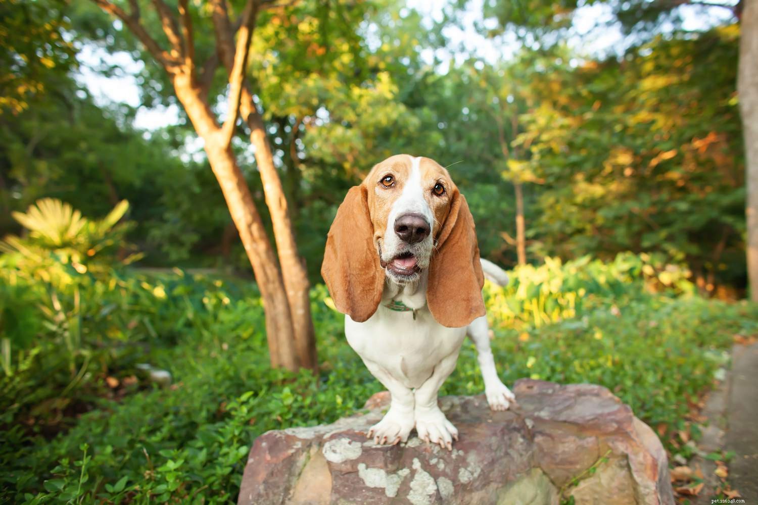 Top 10 Dog Breeds That Harmoniously Coexist With Cats