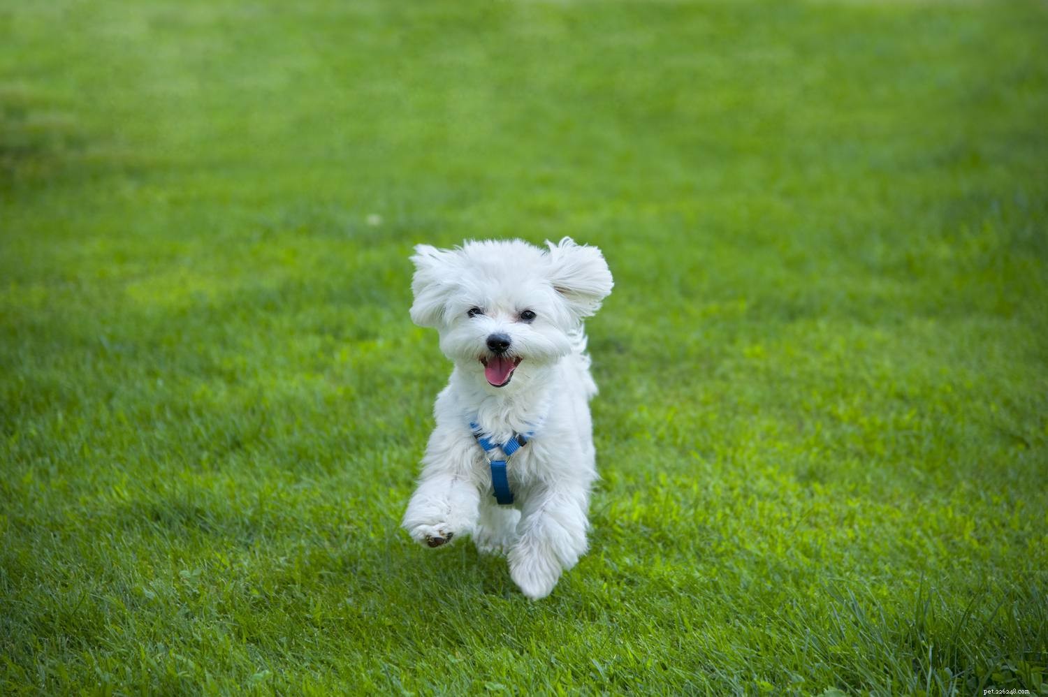 Top 10 Dog Breeds That Harmoniously Coexist With Cats