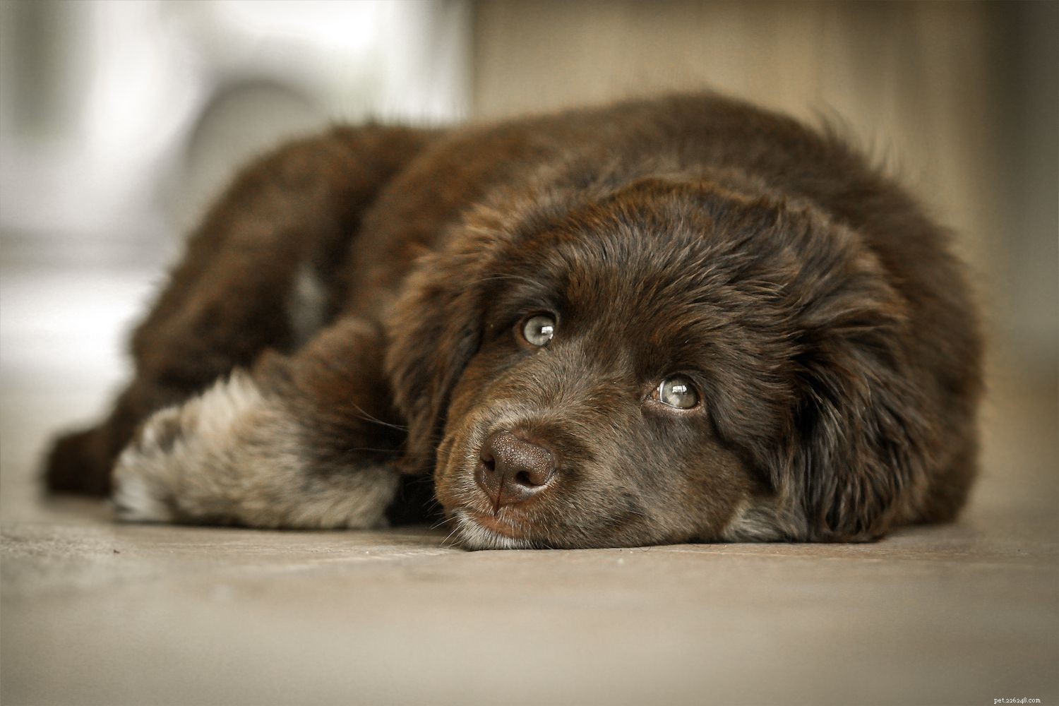 Top 10 Dog Breeds That Harmoniously Coexist With Cats