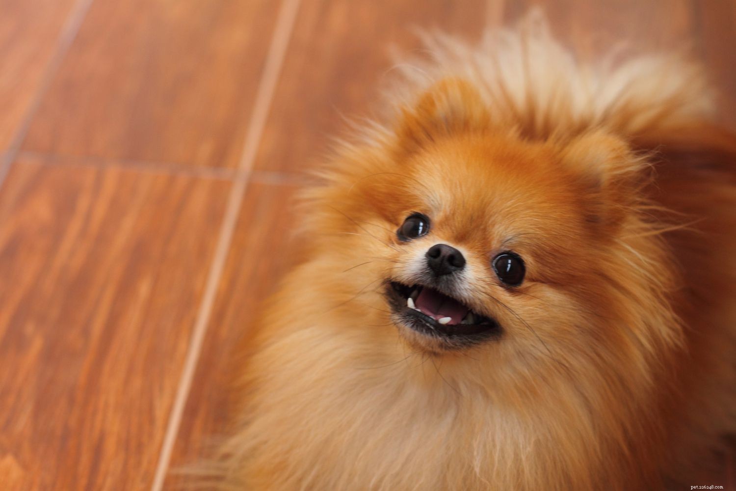 Top 10 Dog Breeds That Harmoniously Coexist With Cats