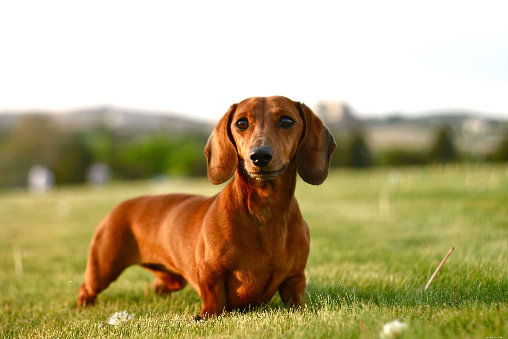 Explore the Top 10 German Dog Breeds for Every Home