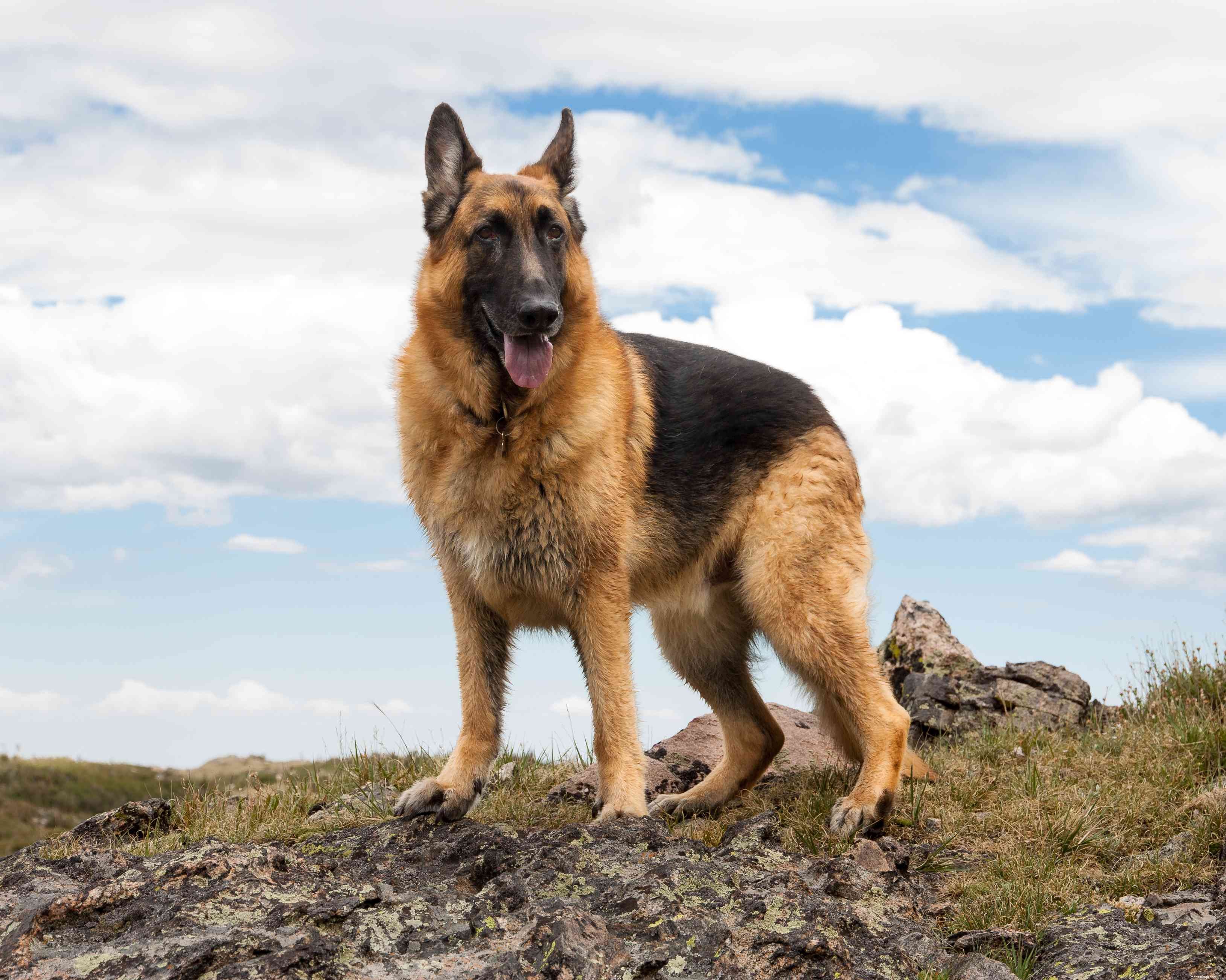 Explore the Top 10 German Dog Breeds for Every Home