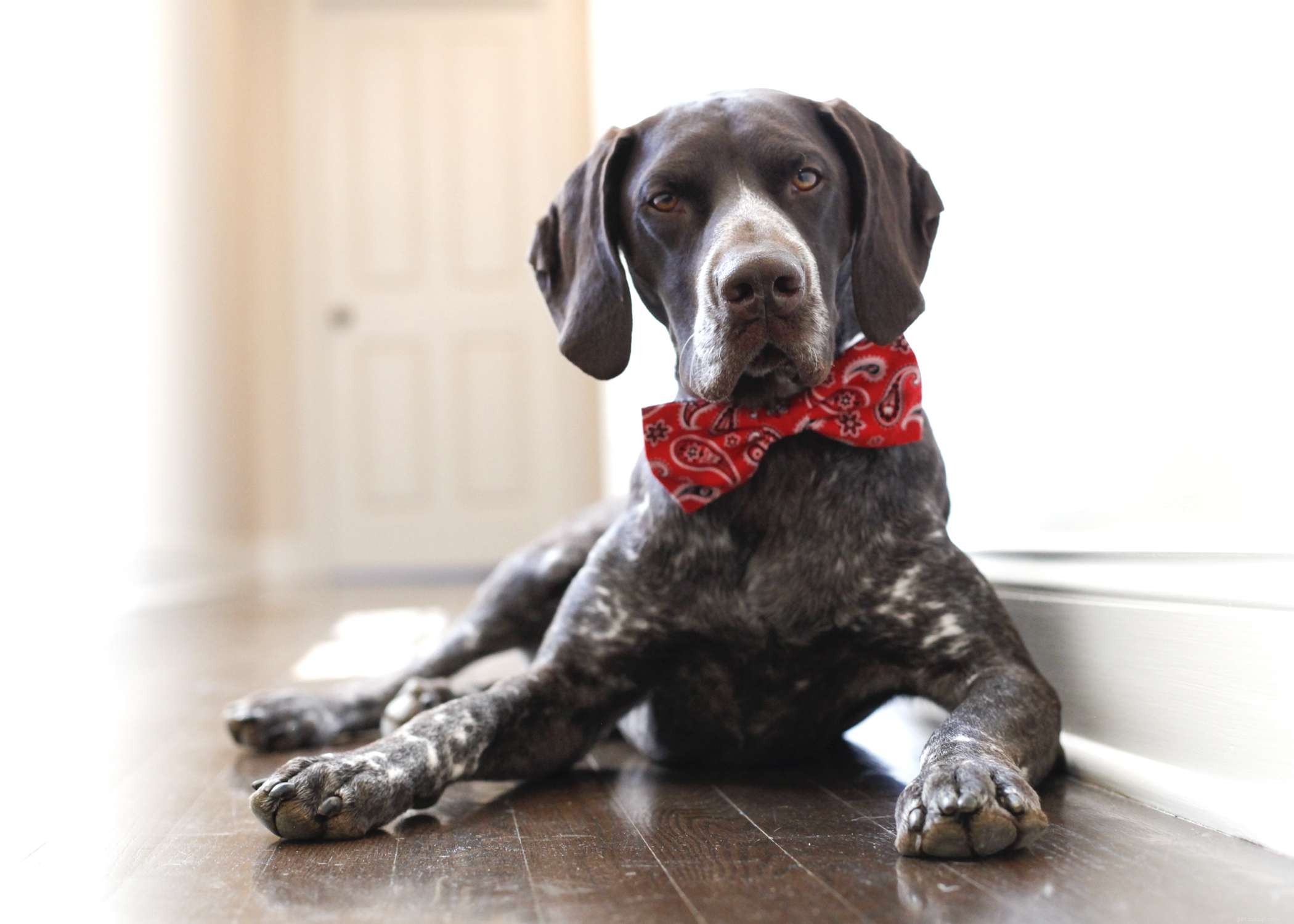 Explore the Top 10 German Dog Breeds for Every Home