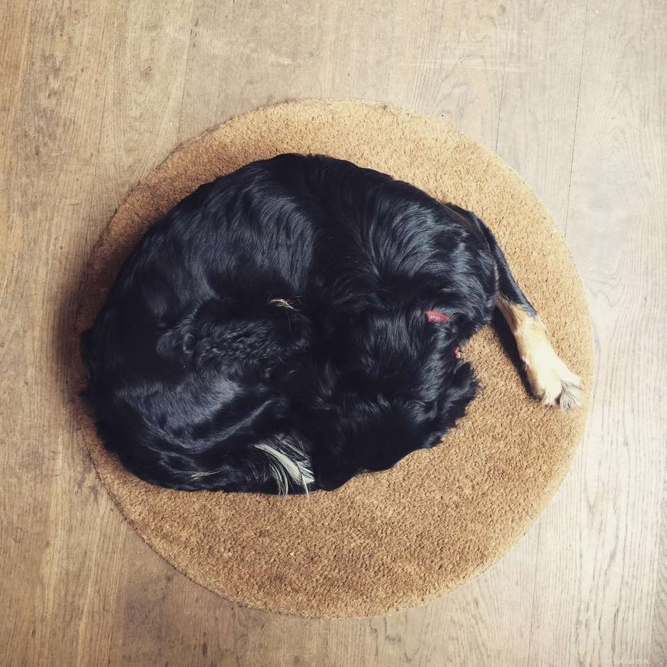The Science Behind Why Dogs Circle Before Settling Down