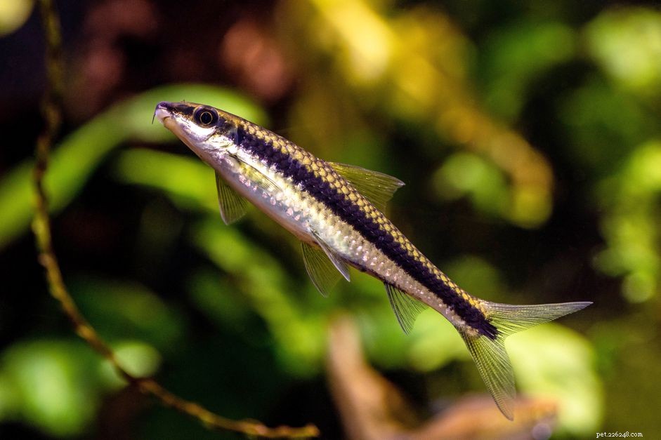 Top  S  Fish Names: A Comprehensive Guide to Popular Species