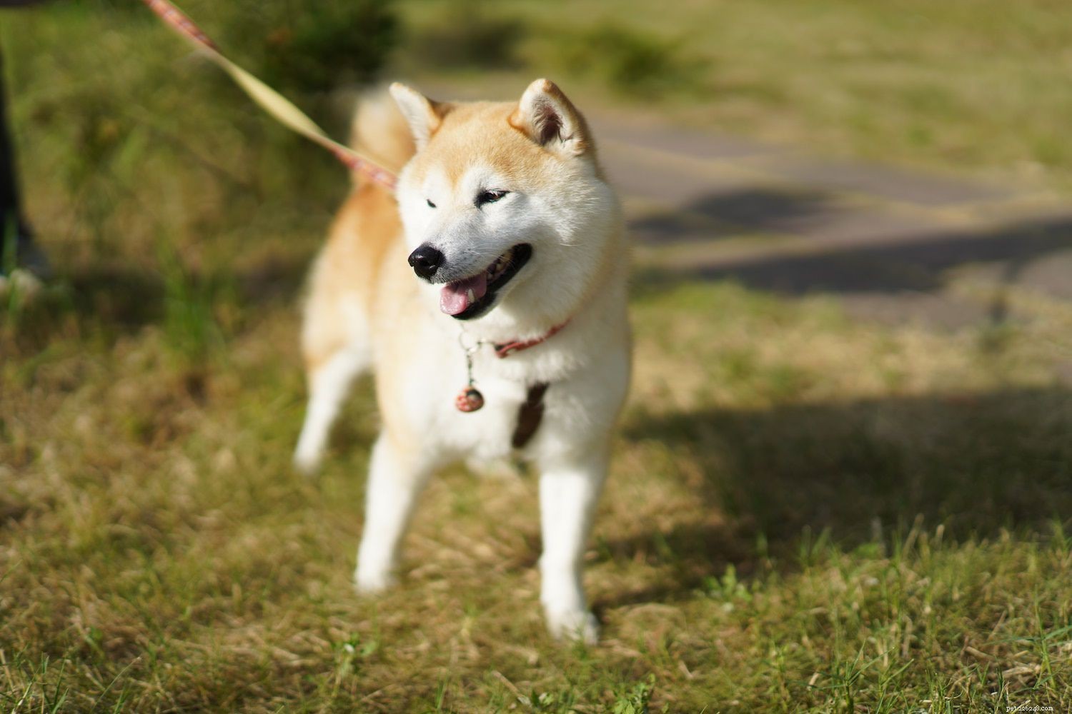 10 Fox-Like Dog Breeds You’ll Love