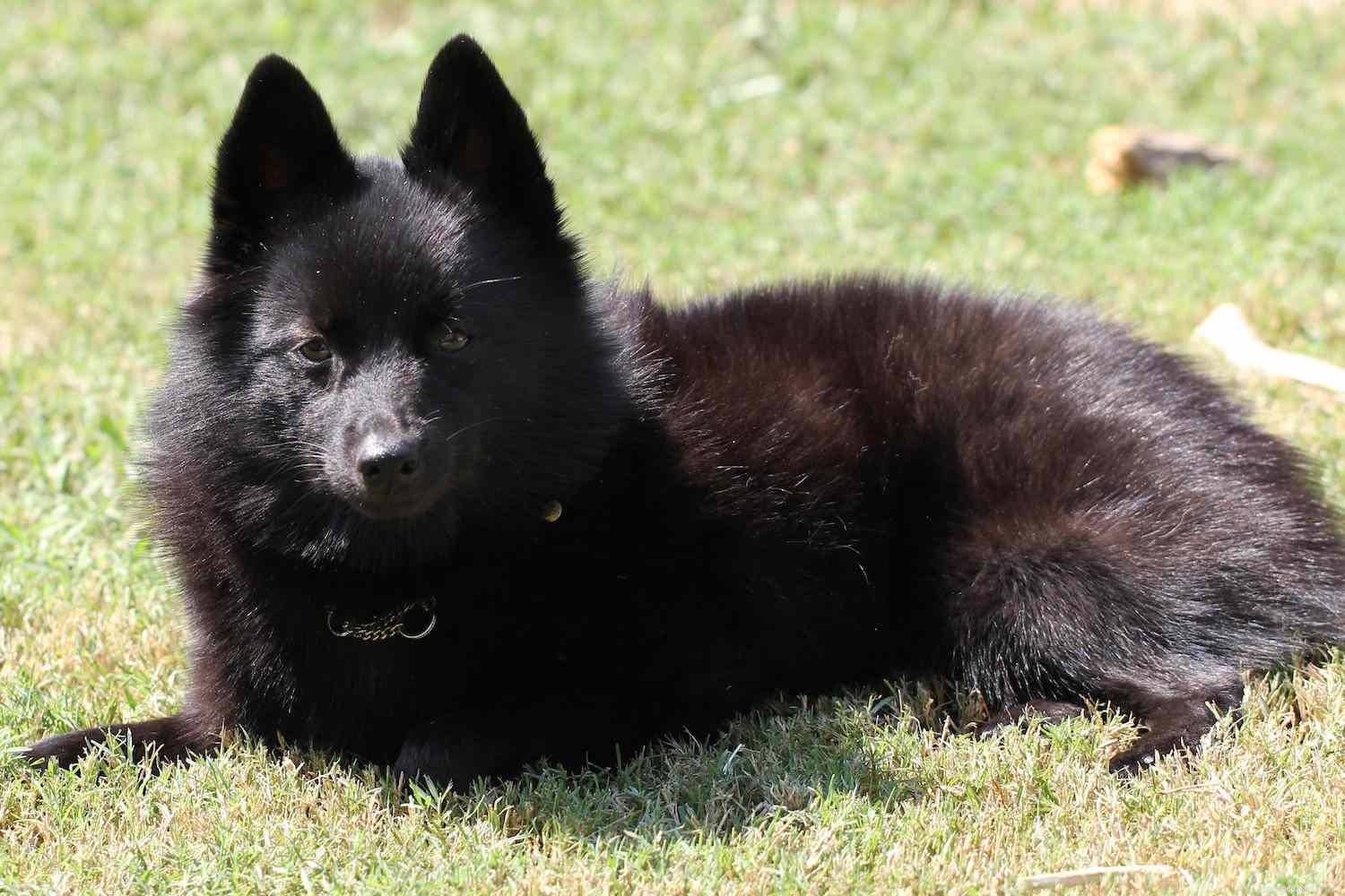 10 Fox-Like Dog Breeds You’ll Love