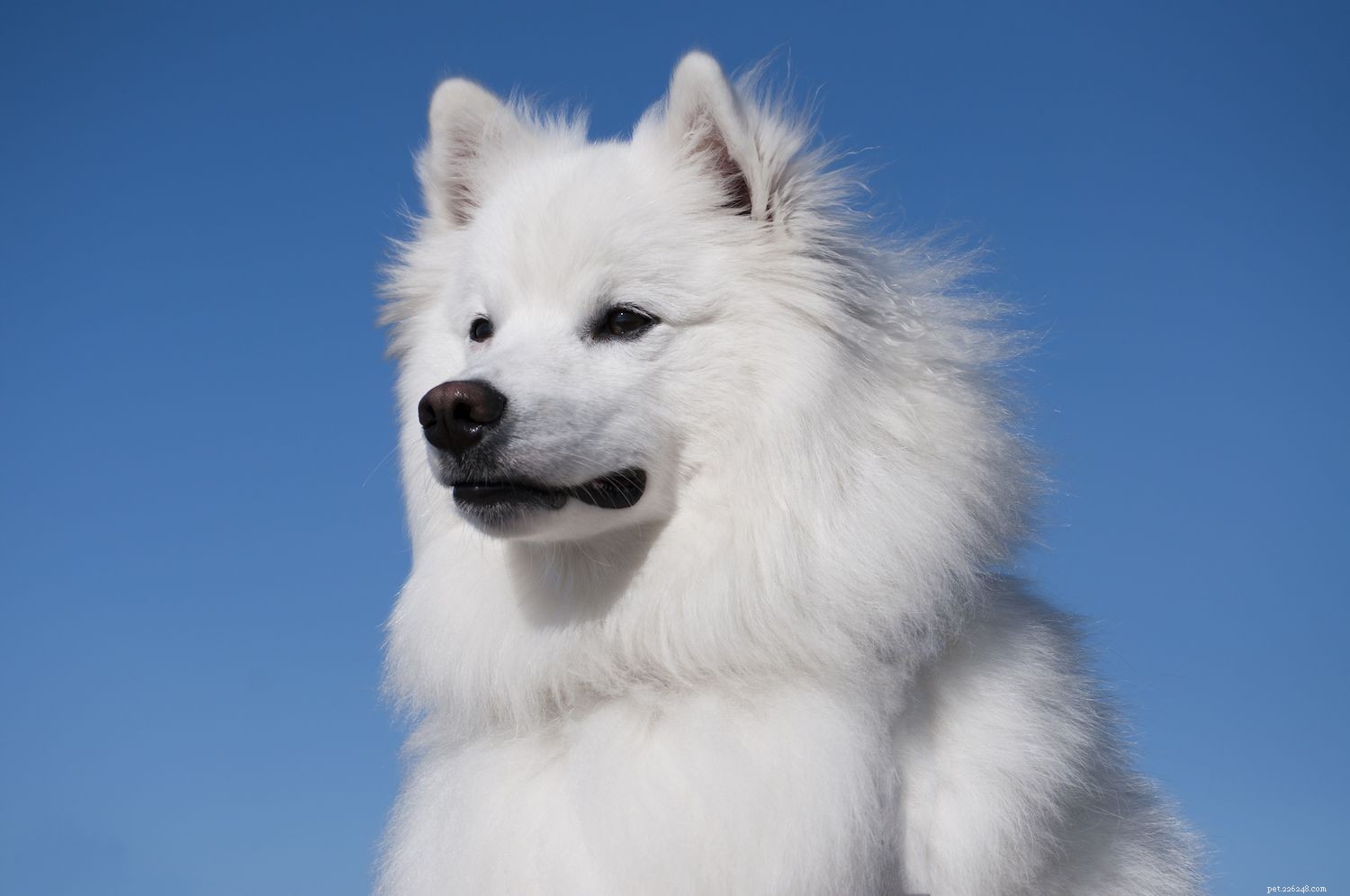 10 Fox-Like Dog Breeds You’ll Love