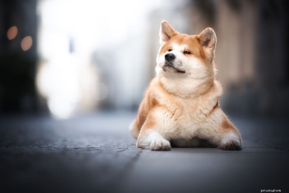 10 Fox-Like Dog Breeds You’ll Love