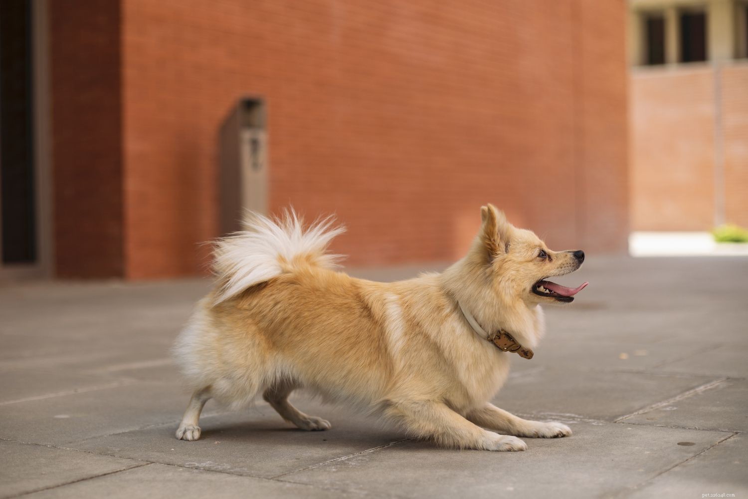 10 Fox-Like Dog Breeds You’ll Love