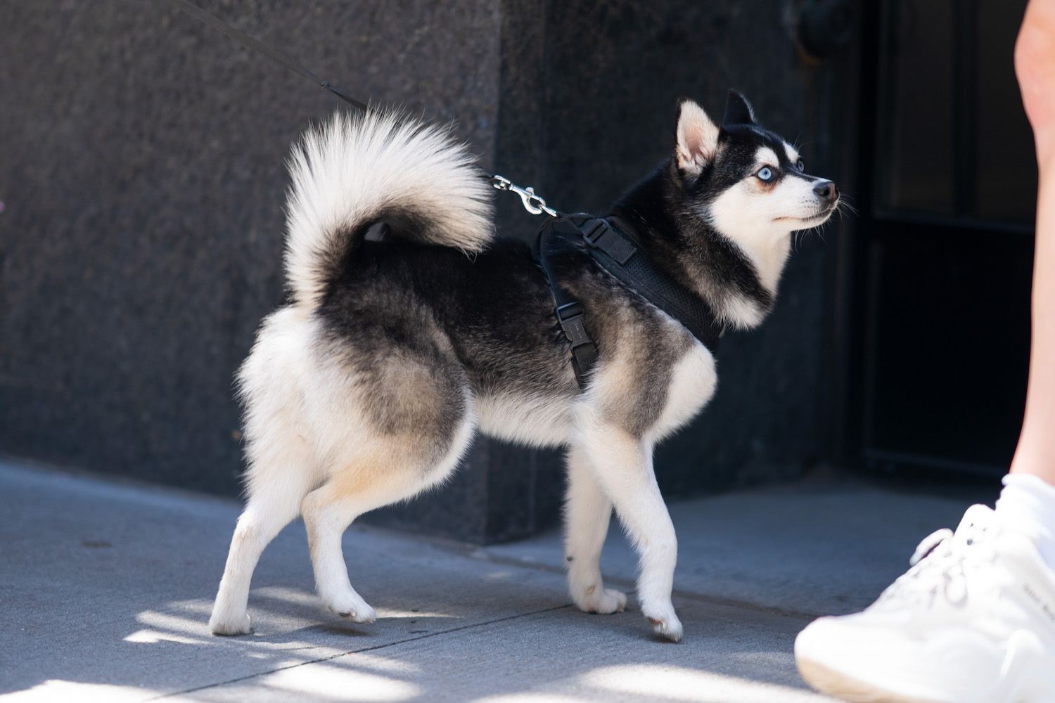 10 Fox-Like Dog Breeds You’ll Love