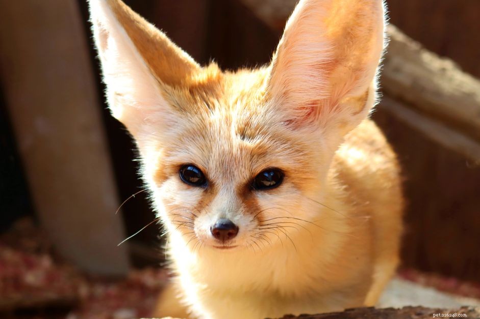 Fennec Fox Facts: Size, Personality & Care Guide