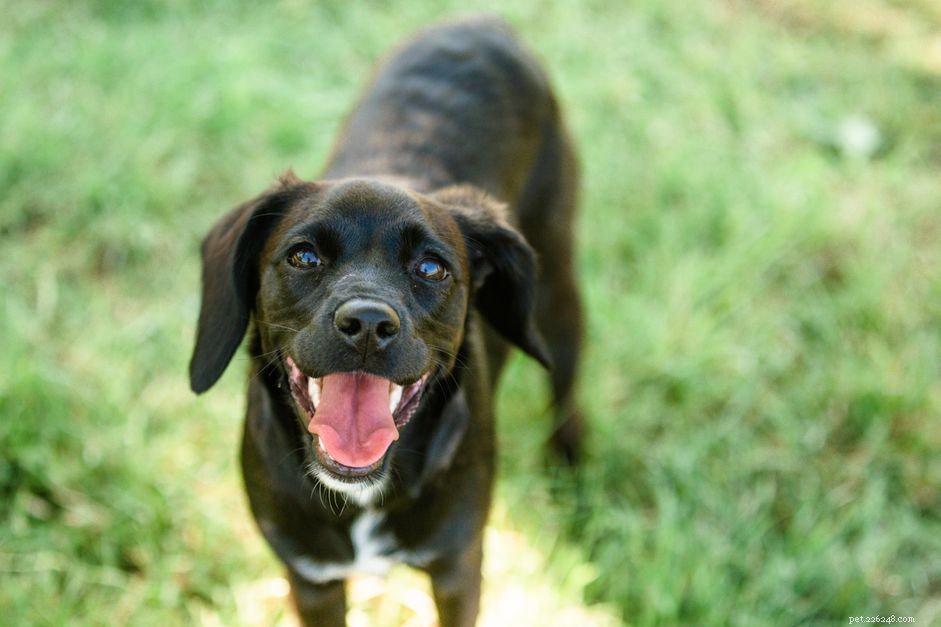 151 Top Male Dog Names: Classic, Modern & Unique Choices