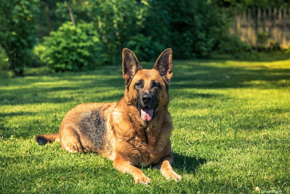 Adopt a Retired Police Dog: Give a Heroic Service Animal a Loving Home