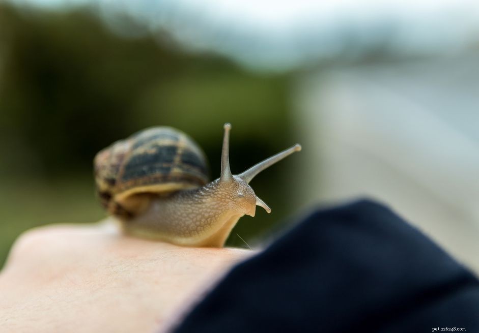 Discover 104 Charming Pet Snail Names to Enrich Your Snail Care Experience