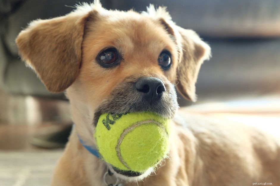 Train Your Dog to Play: Expert Tips for Engaging, Fun, and Safe Play Sessions