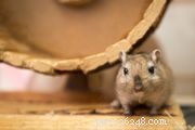 Discover 104 Charming Pet Snail Names to Enrich Your Snail Care Experience
