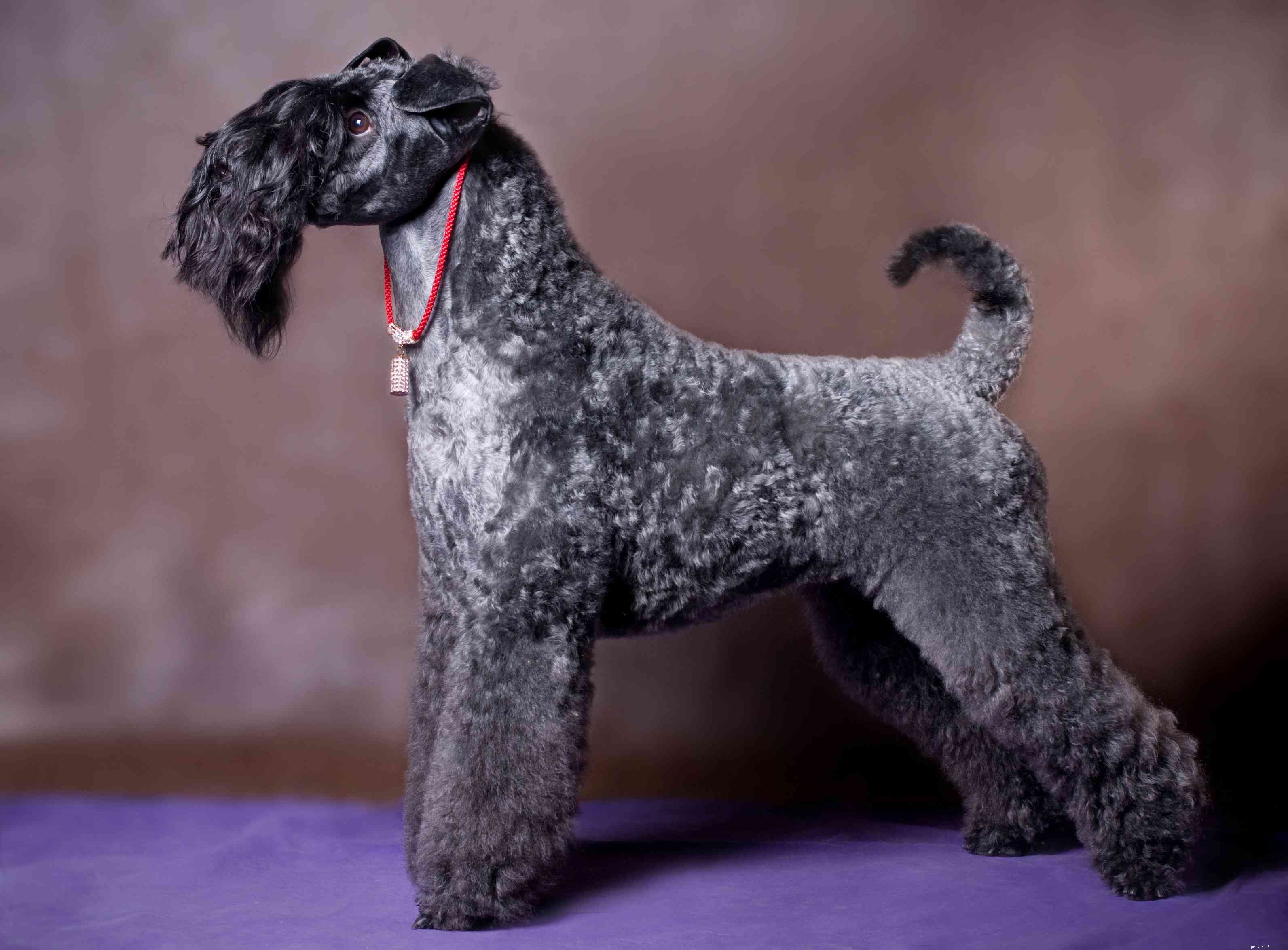 15 Stunning Blue‑Coated Dog Breeds for Color‑Conscious Pet Lovers