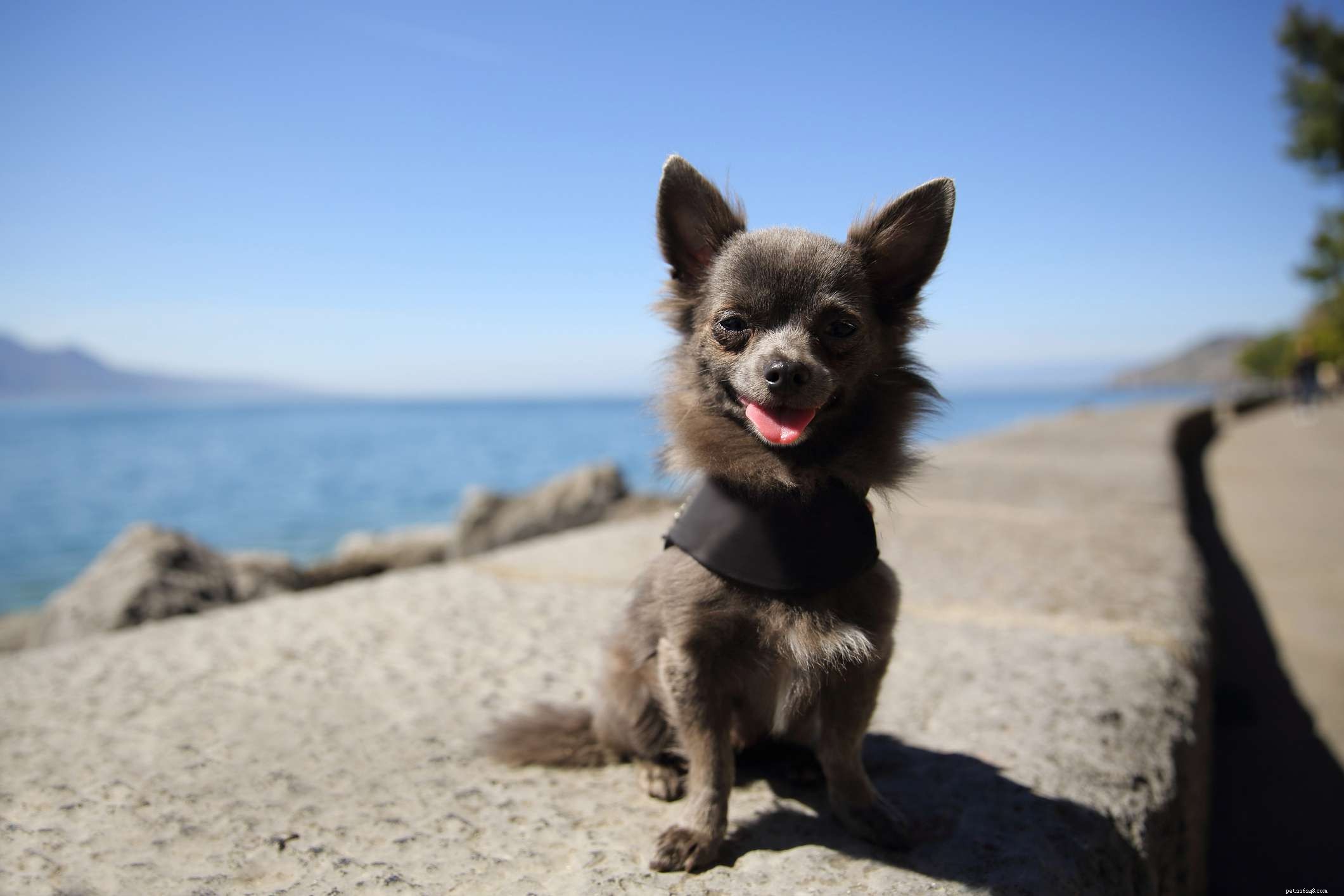 15 Stunning Blue‑Coated Dog Breeds for Color‑Conscious Pet Lovers