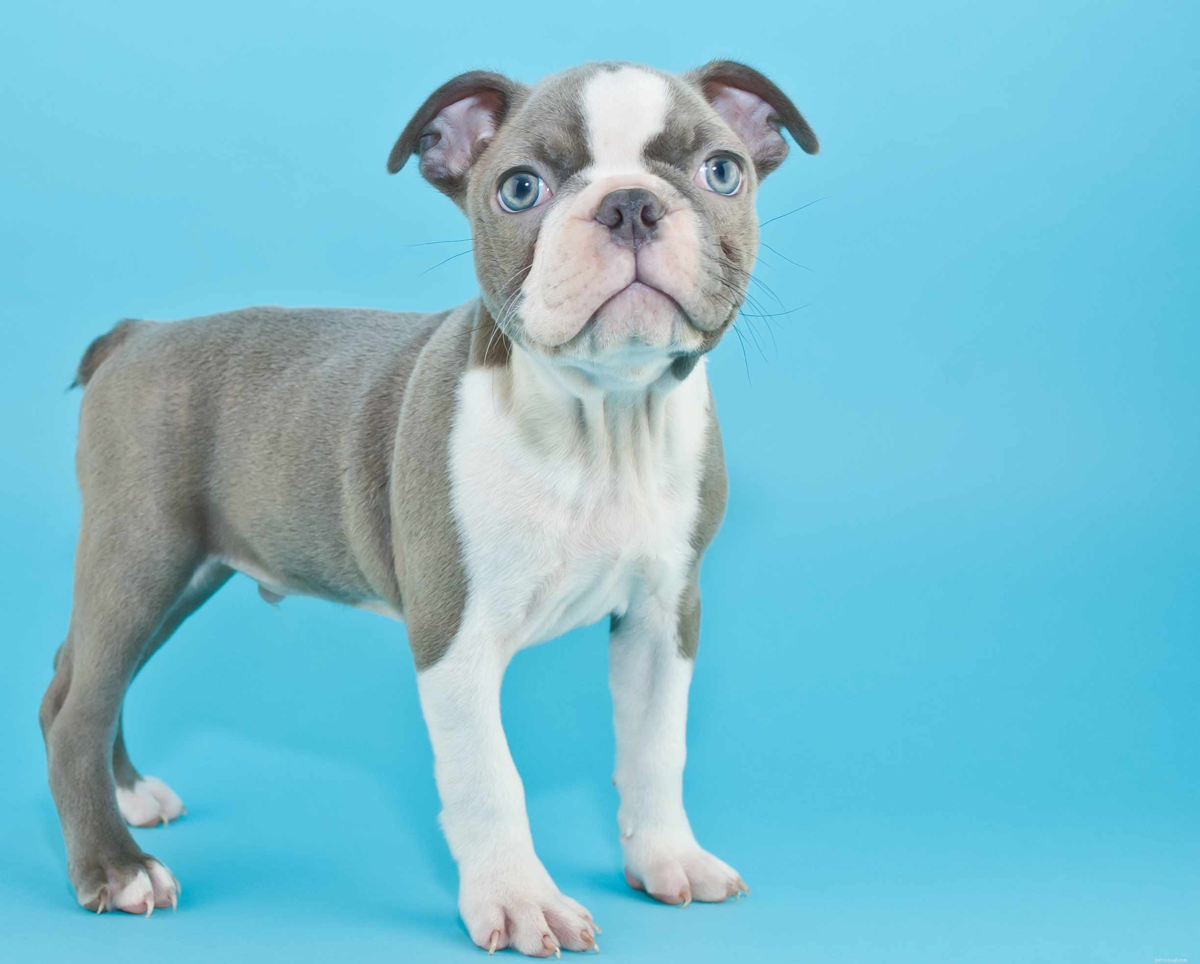 15 Stunning Blue‑Coated Dog Breeds for Color‑Conscious Pet Lovers