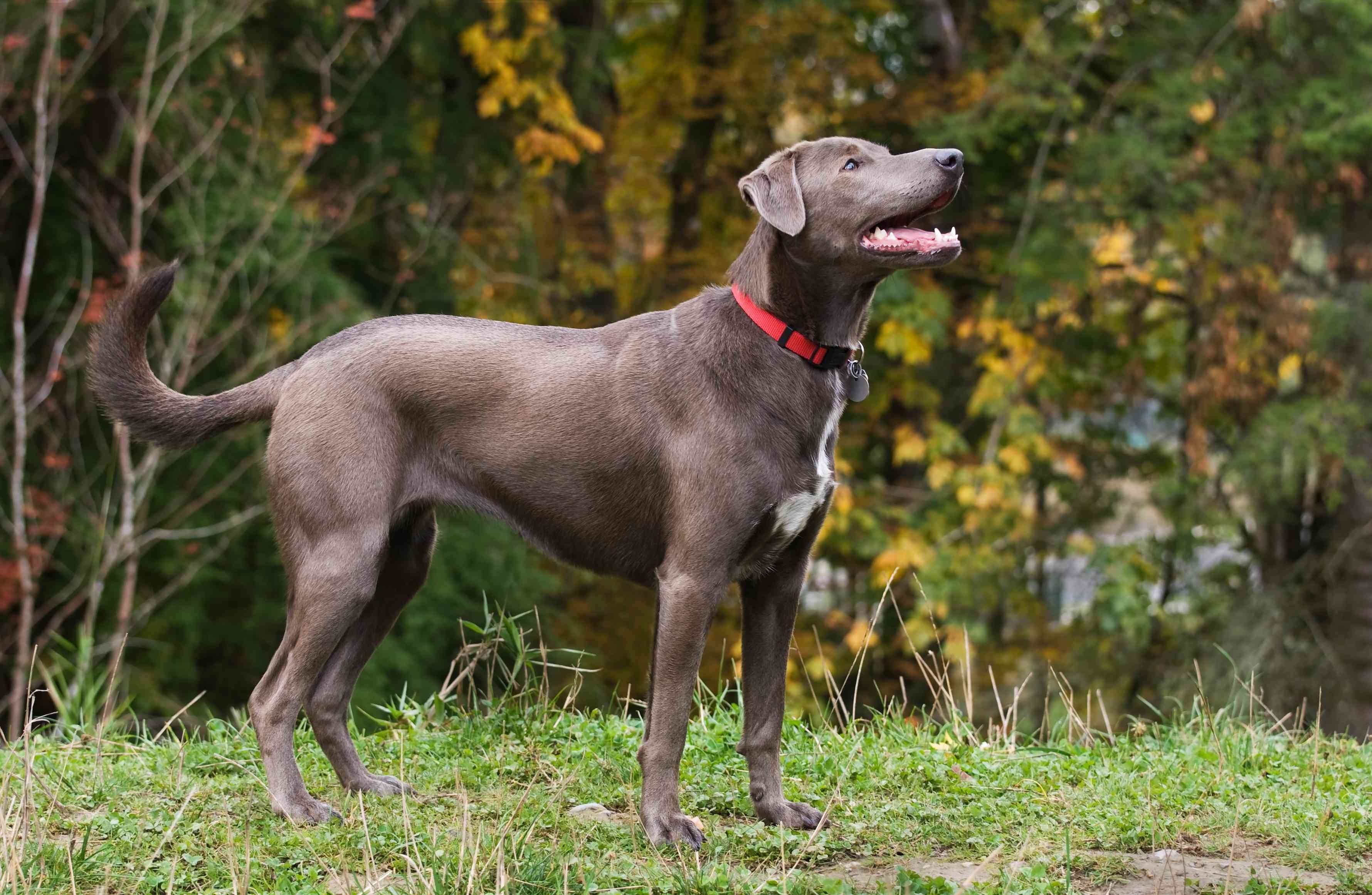 15 Stunning Blue‑Coated Dog Breeds for Color‑Conscious Pet Lovers