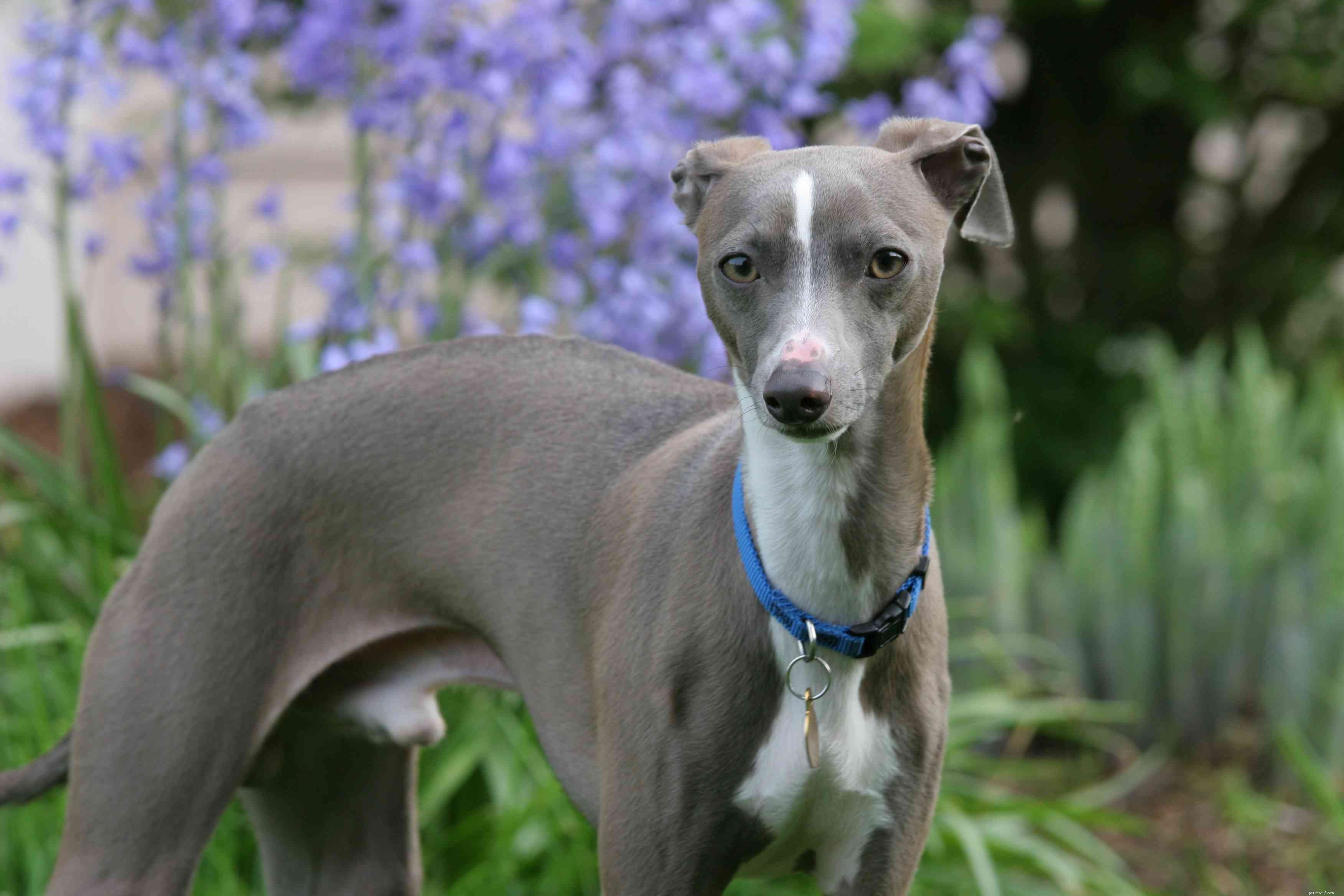 15 Stunning Blue‑Coated Dog Breeds for Color‑Conscious Pet Lovers