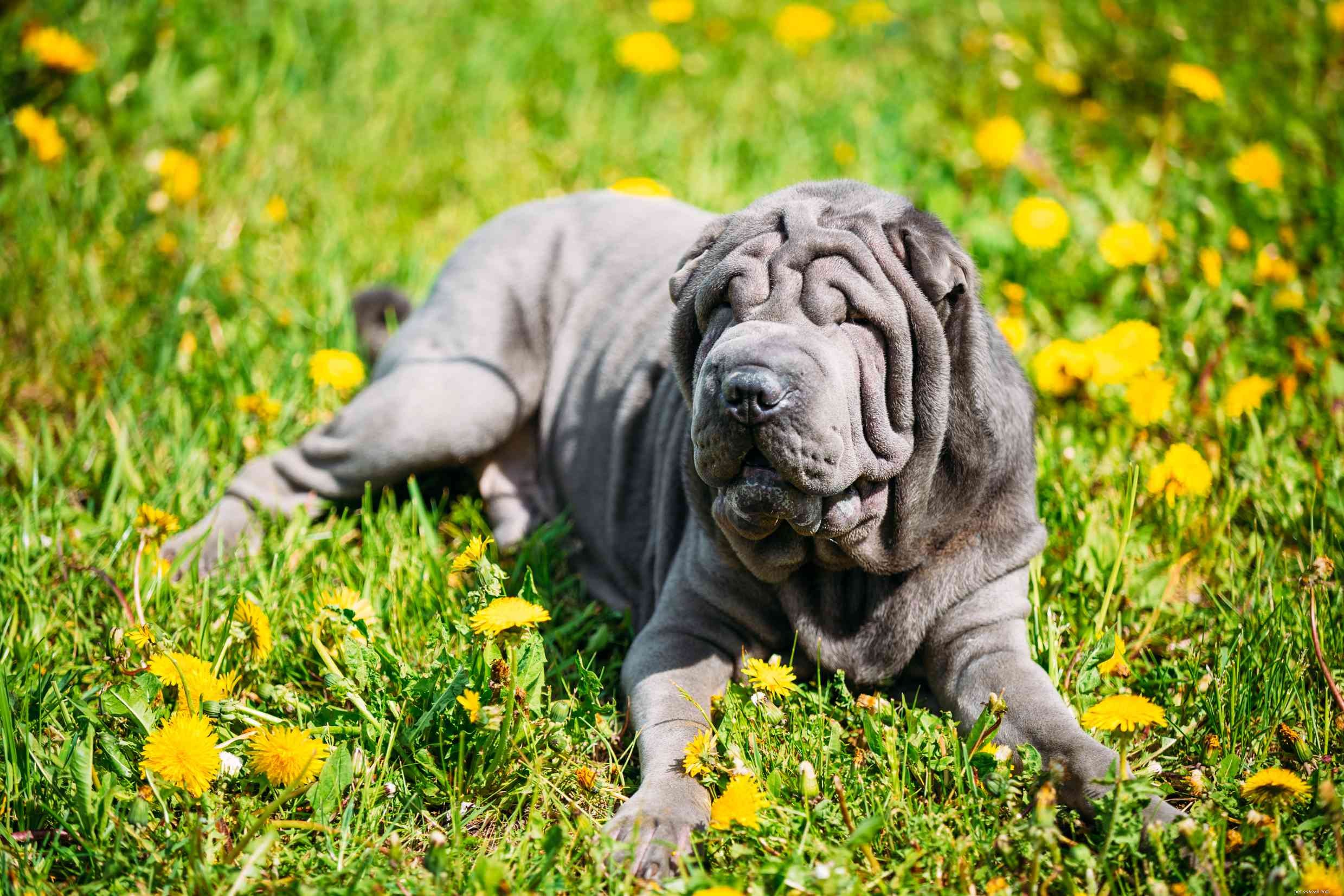 15 Stunning Blue‑Coated Dog Breeds for Color‑Conscious Pet Lovers
