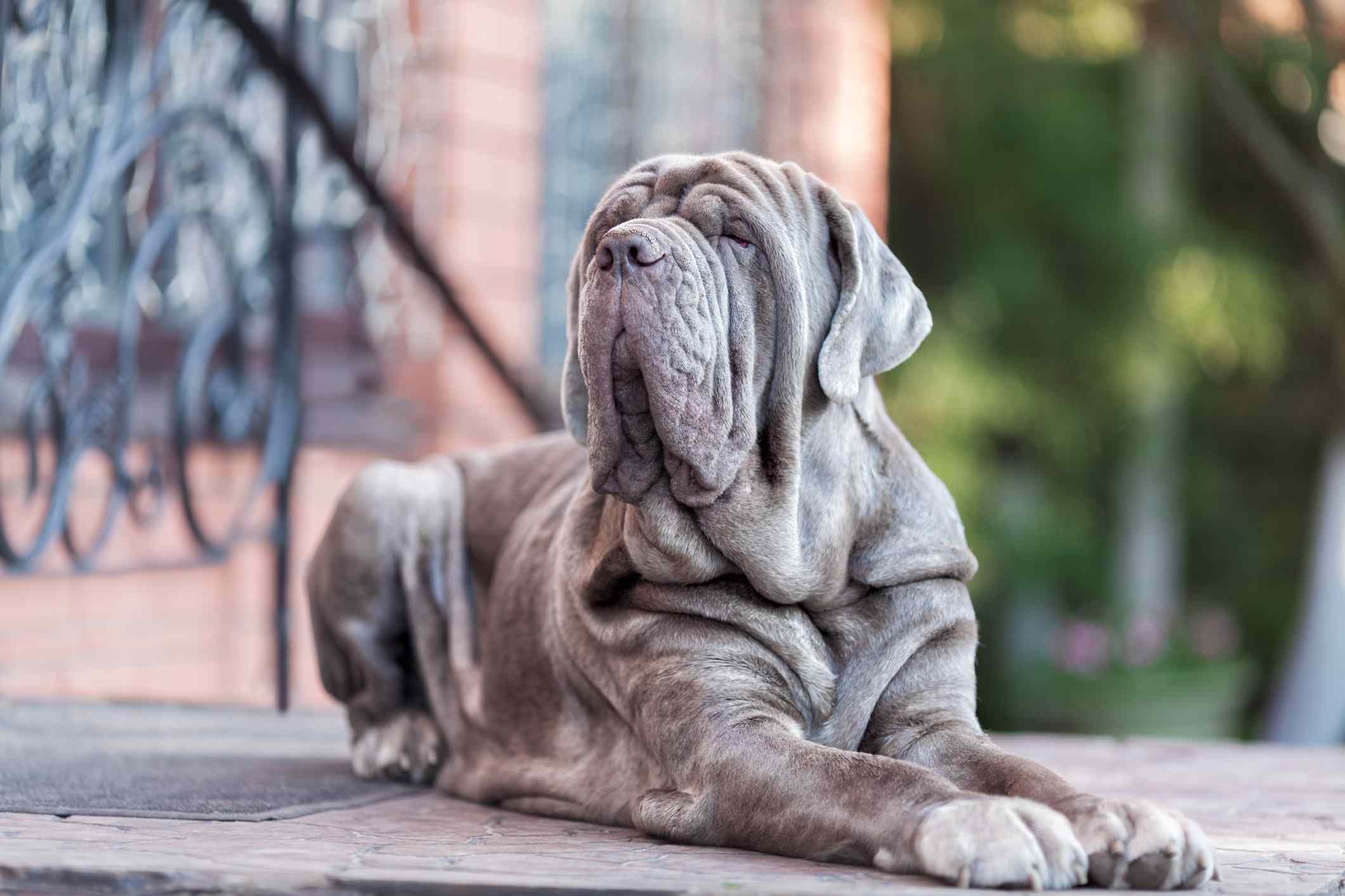 15 Stunning Blue‑Coated Dog Breeds for Color‑Conscious Pet Lovers