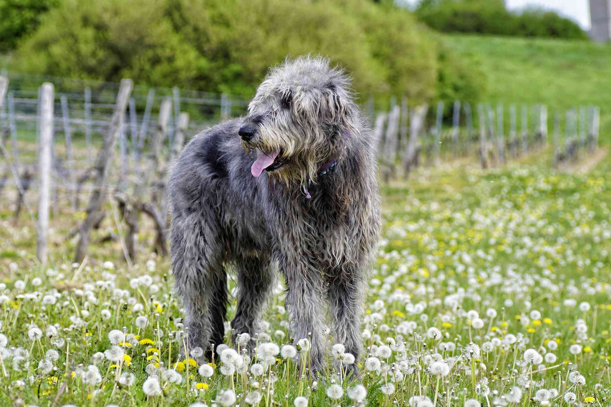 15 Stunning Blue‑Coated Dog Breeds for Color‑Conscious Pet Lovers