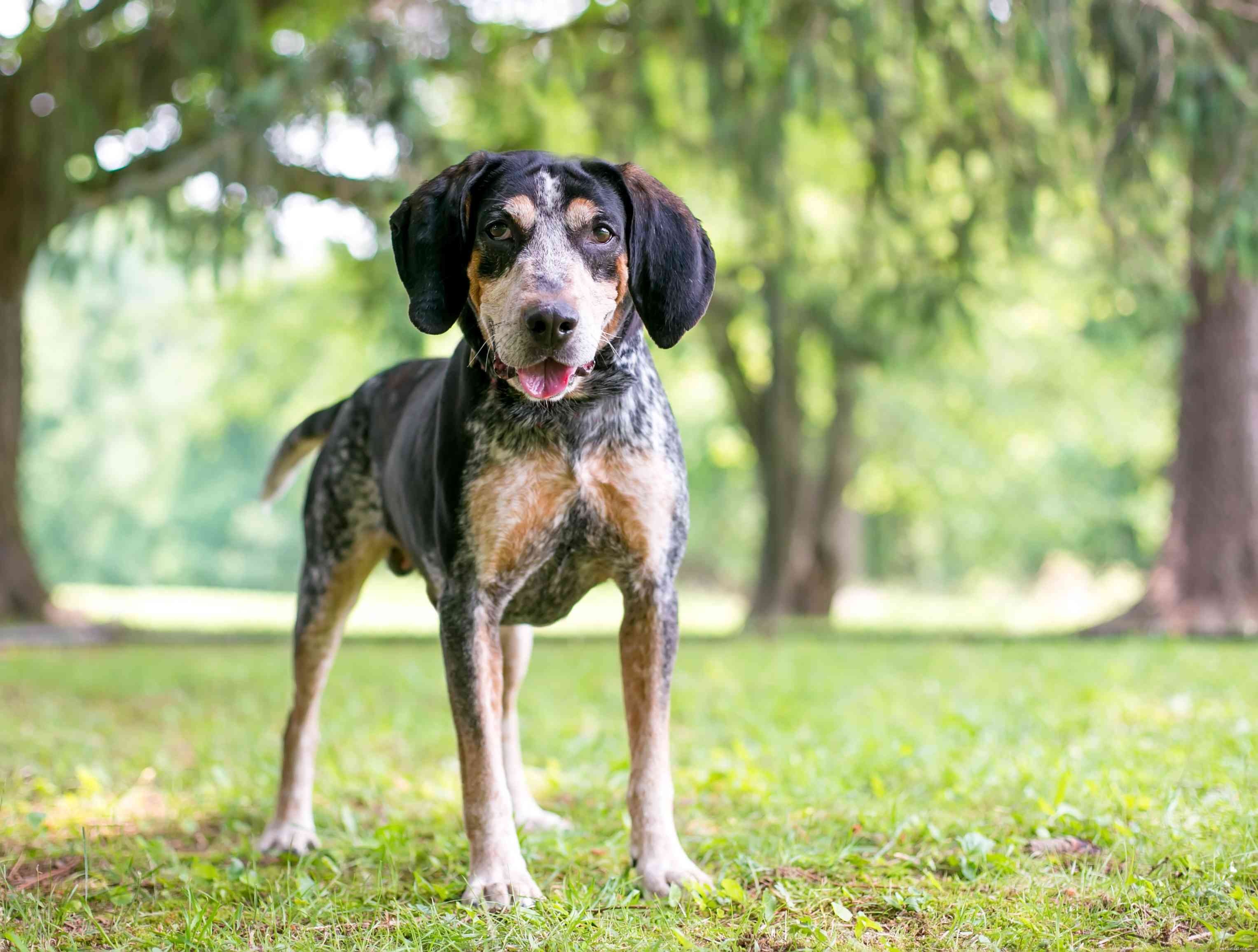 15 Stunning Blue‑Coated Dog Breeds for Color‑Conscious Pet Lovers