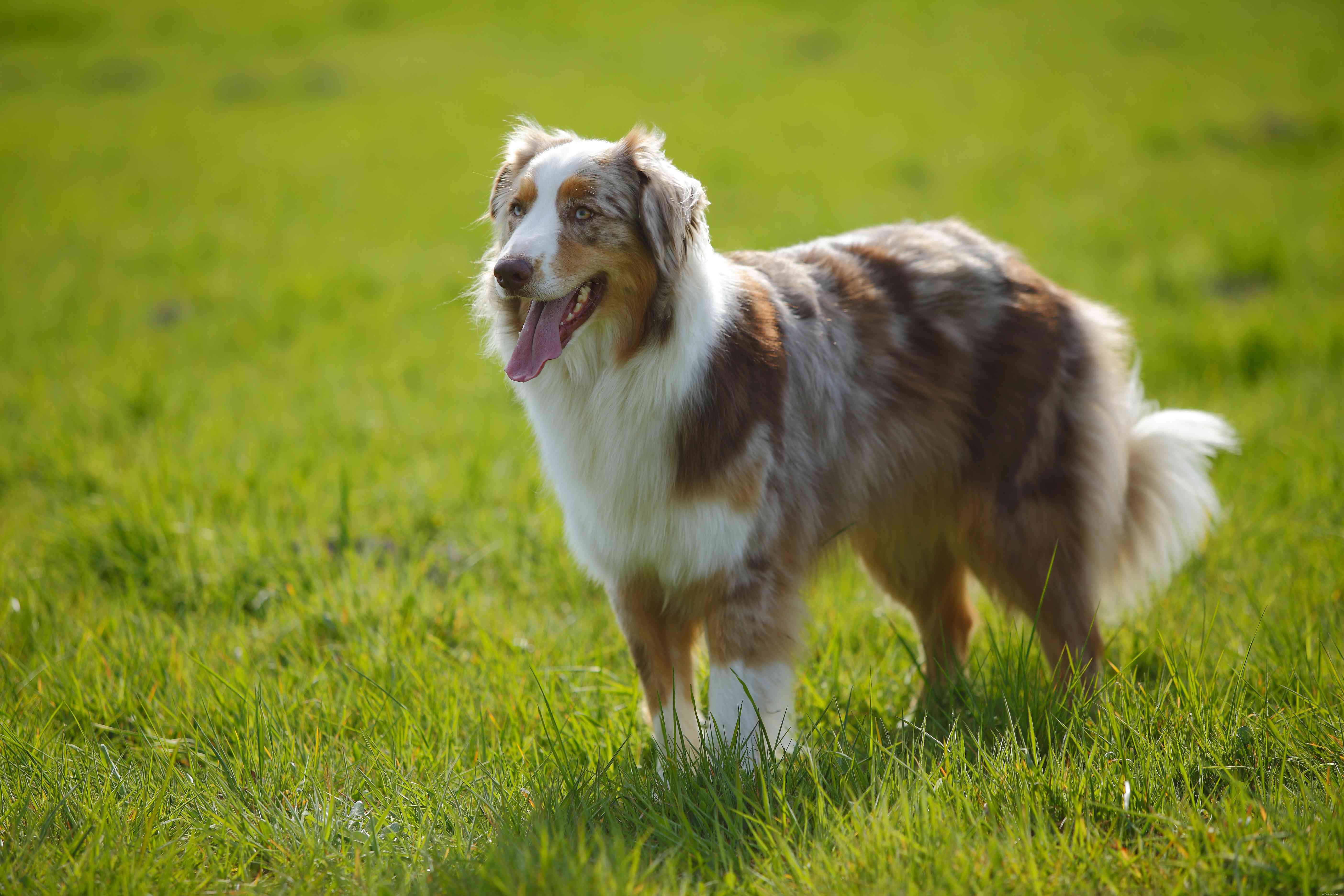 15 Stunning Blue‑Coated Dog Breeds for Color‑Conscious Pet Lovers