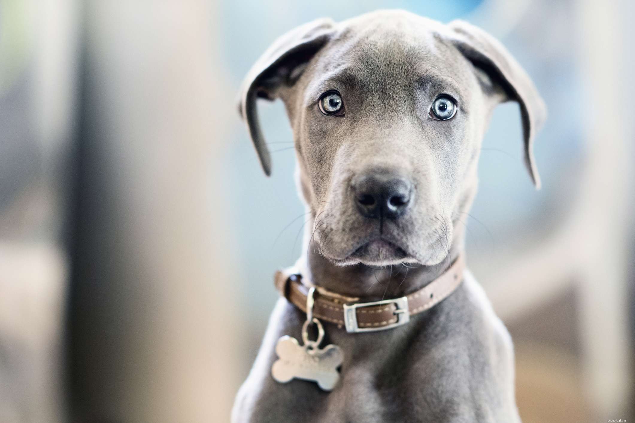15 Stunning Blue‑Coated Dog Breeds for Color‑Conscious Pet Lovers