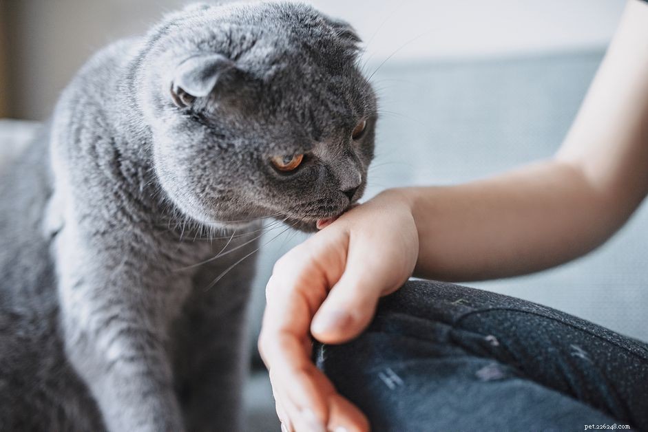 Why Does Your Cat Keep Licking You? Understanding Their Love and Grooming Behaviors