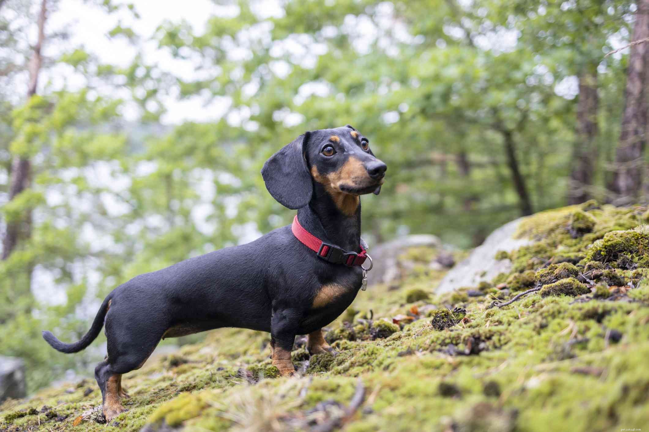 The Ultimate Guide to the 14 Best Black‑and‑Tan Dog Breeds