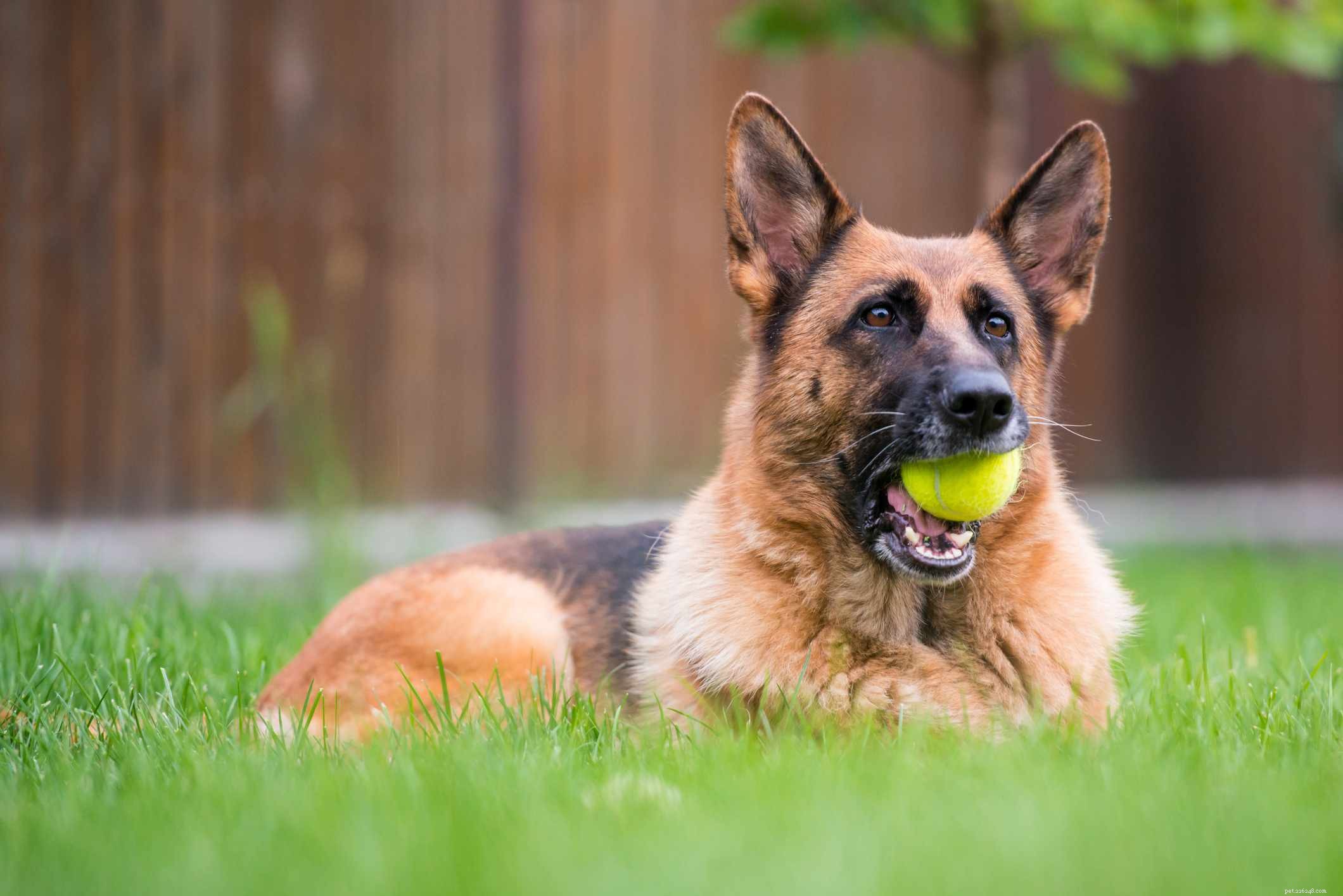 The Ultimate Guide to the 14 Best Black‑and‑Tan Dog Breeds