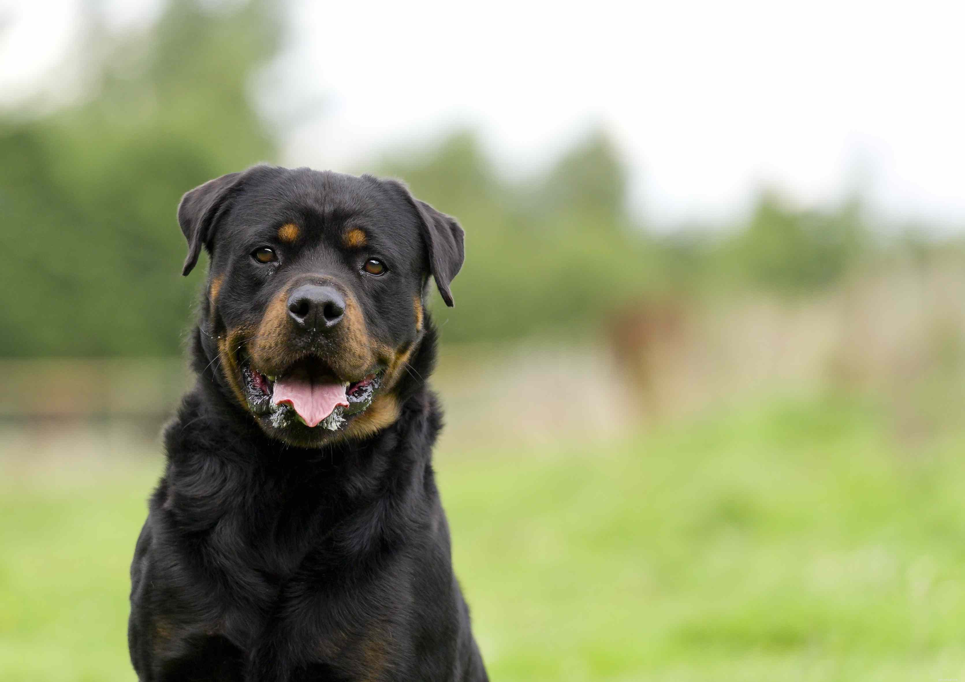 The Ultimate Guide to the 14 Best Black‑and‑Tan Dog Breeds