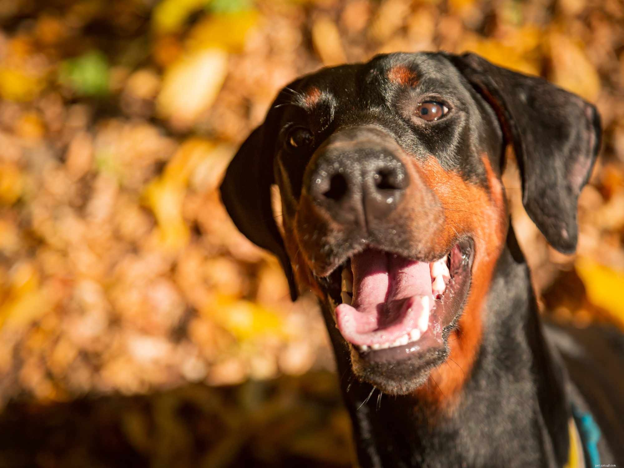 The Ultimate Guide to the 14 Best Black‑and‑Tan Dog Breeds