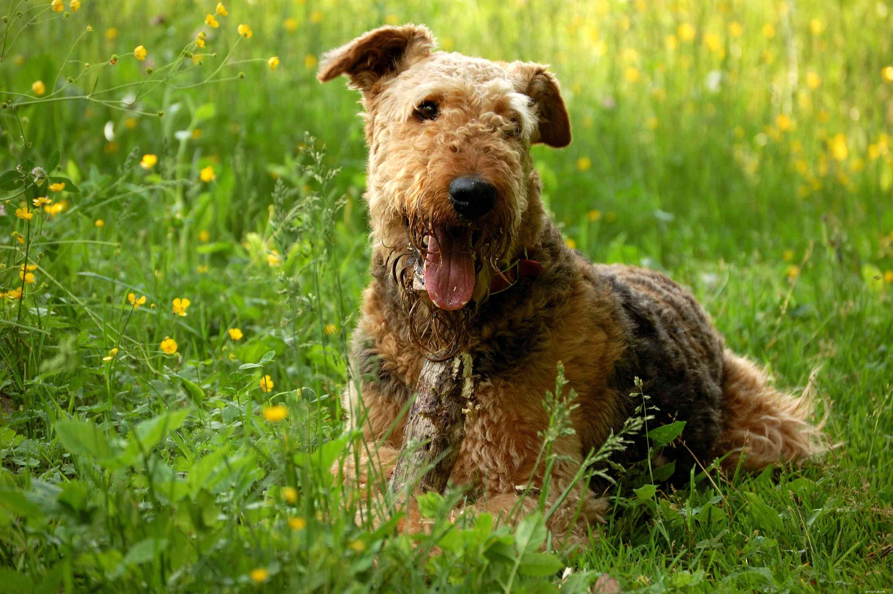 The Ultimate Guide to the 14 Best Black‑and‑Tan Dog Breeds