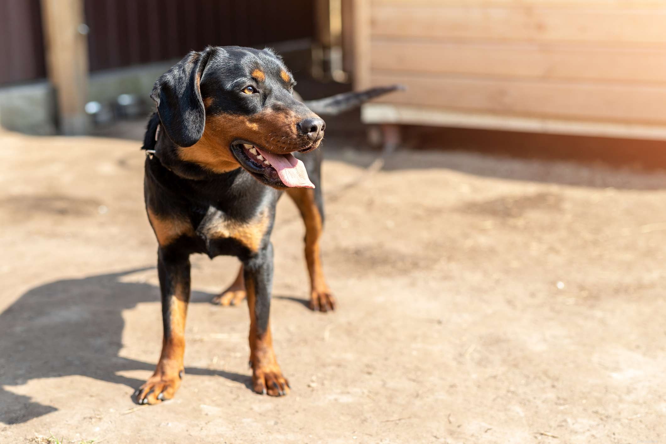 The Ultimate Guide to the 14 Best Black‑and‑Tan Dog Breeds