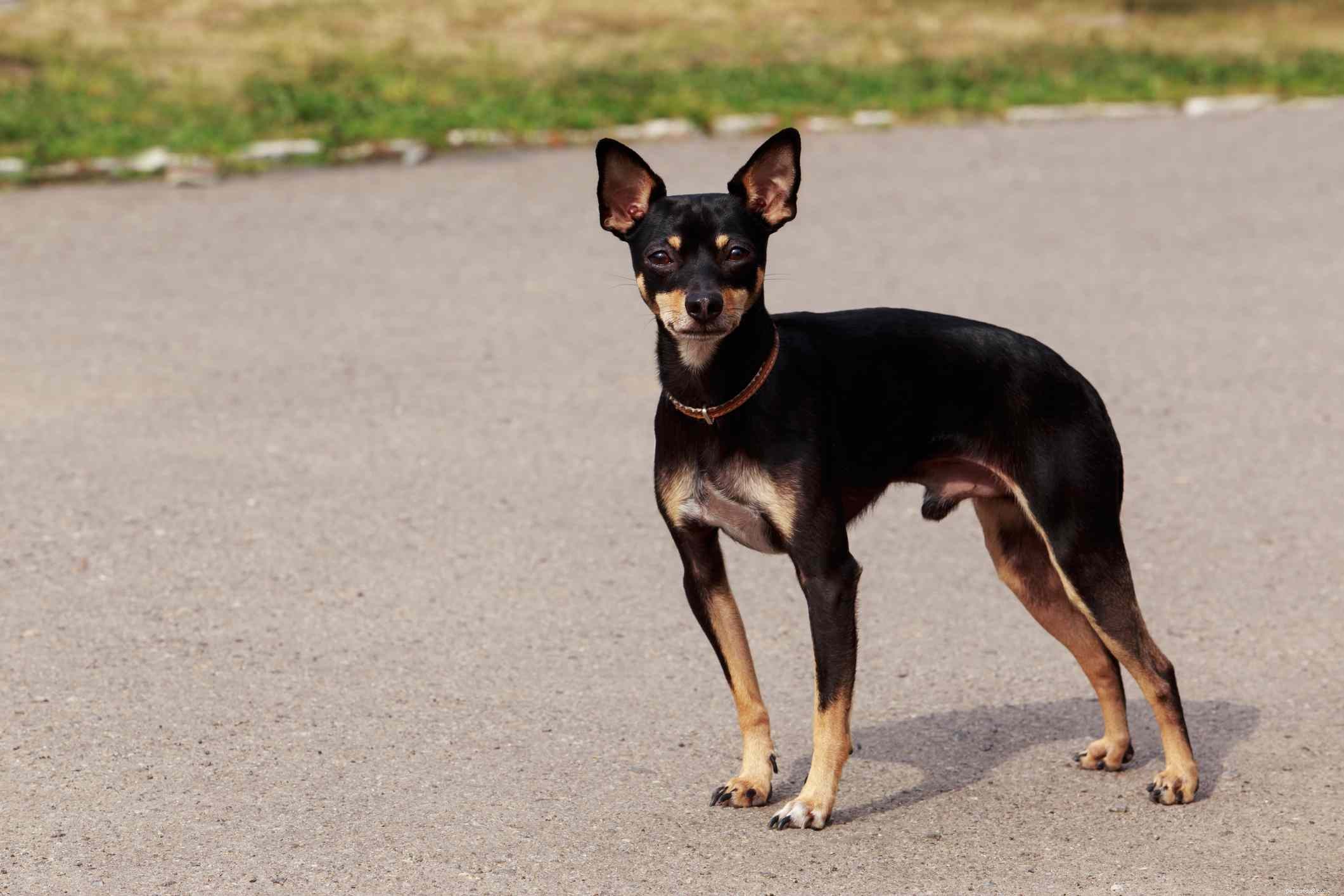 The Ultimate Guide to the 14 Best Black‑and‑Tan Dog Breeds