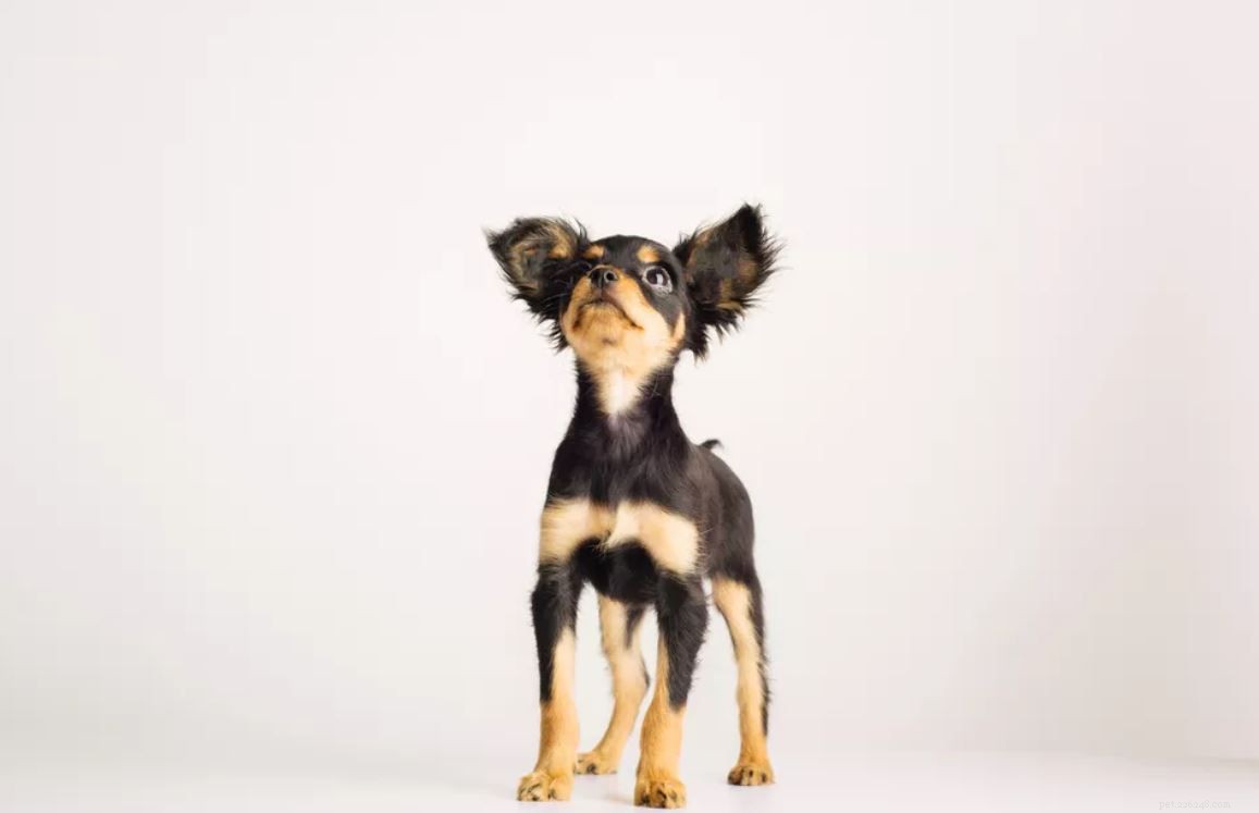 The Ultimate Guide to the 14 Best Black‑and‑Tan Dog Breeds