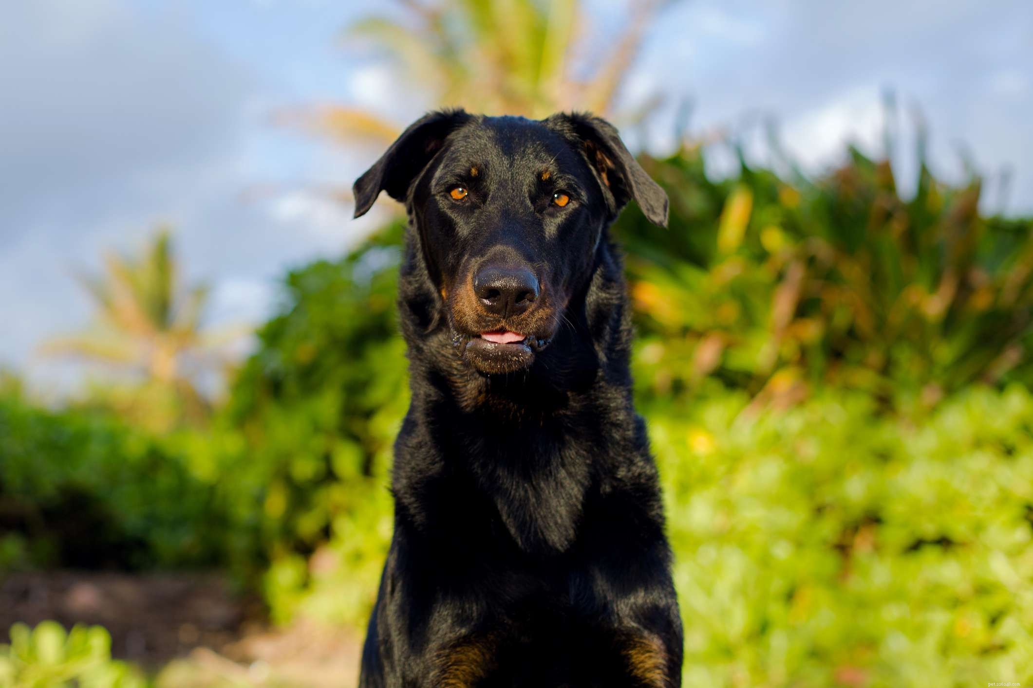 The Ultimate Guide to the 14 Best Black‑and‑Tan Dog Breeds