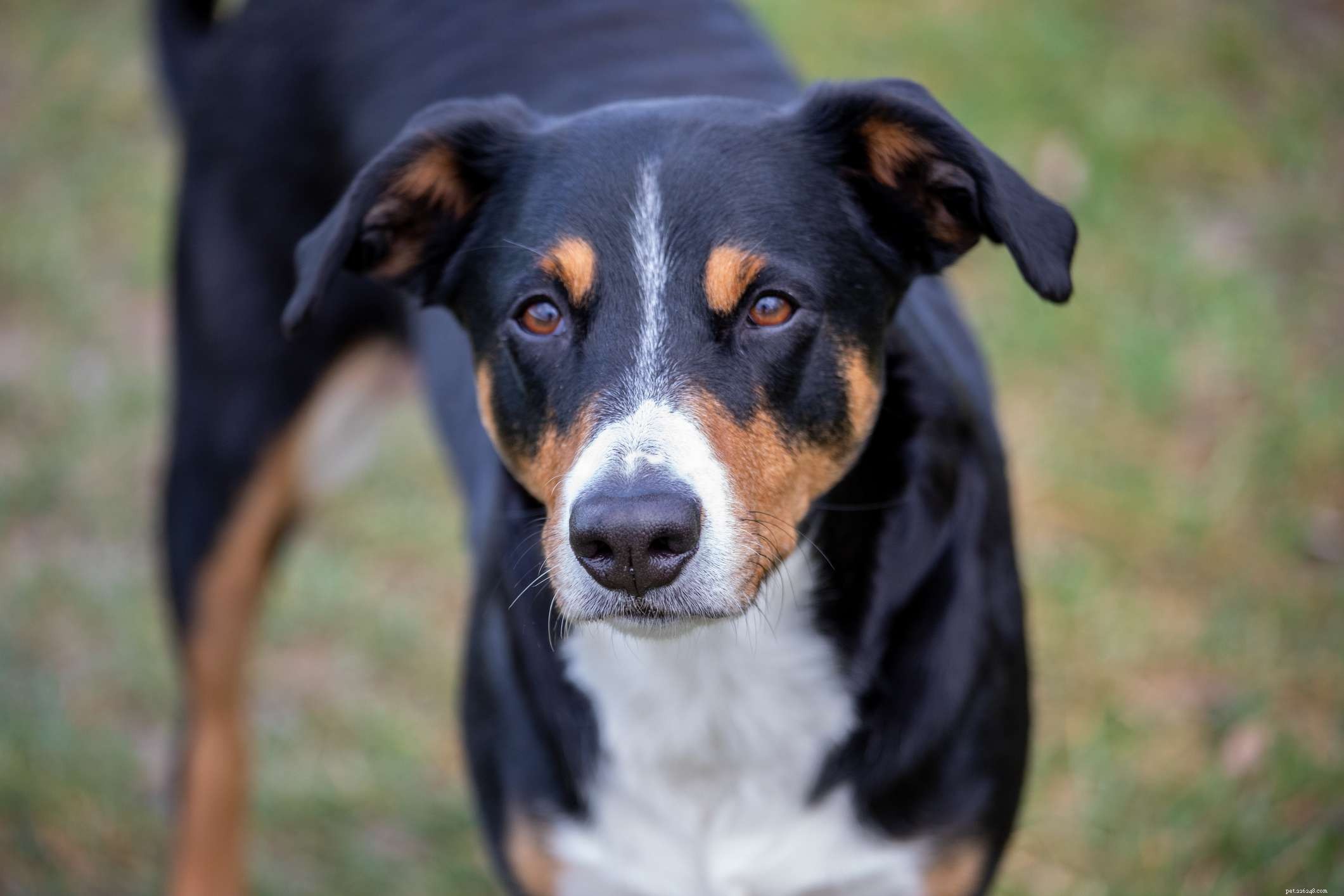 The Ultimate Guide to the 14 Best Black‑and‑Tan Dog Breeds