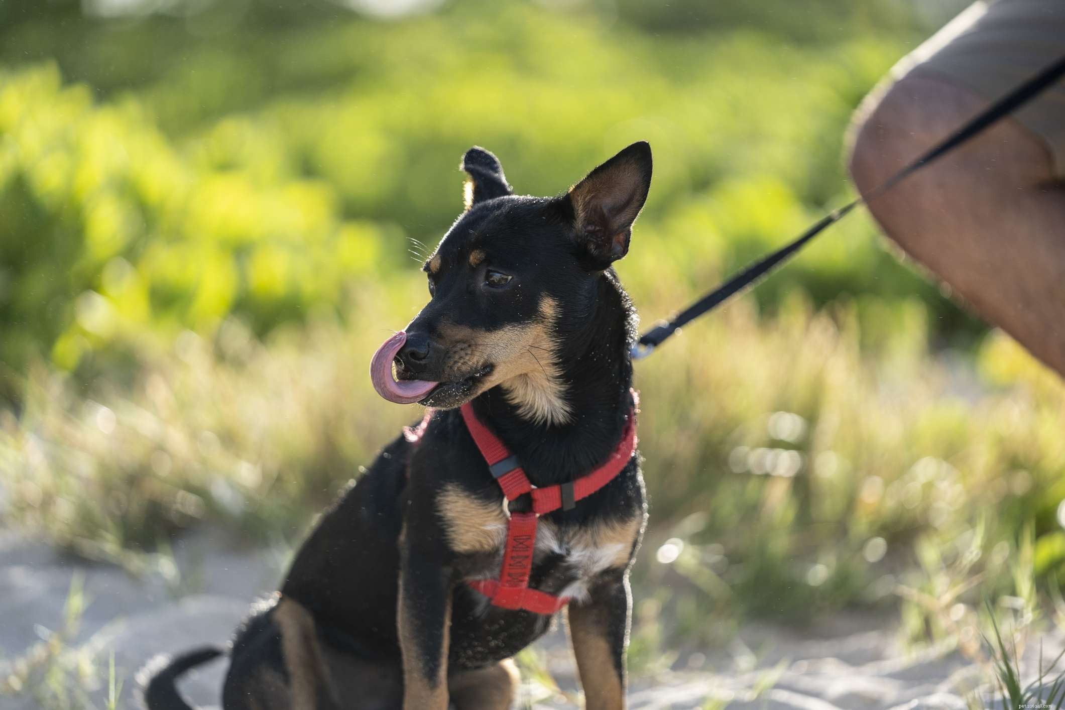 The Ultimate Guide to the 14 Best Black‑and‑Tan Dog Breeds
